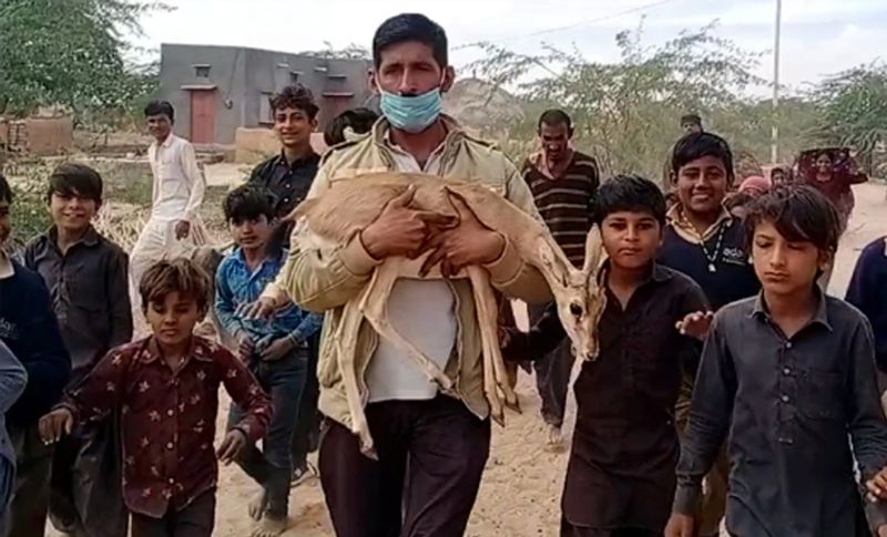 7 महीनों तक हिरण के बच्चे का लालन-पालन करने के बाद जब उसे वन विभाग को सौंपा तो नूरे खान और उसकी पत्नी माया की आंखों में आंसू बह रहे थे। पूरा गांव भावुक था, ऐसा लग रहा था जैसे उनके परिवार का कोई सदस्य उनसे कहीं दूर जा रहा है। गांव के छोटे-छोटे बच्चे भी साथ चल रहे थे मानों उनका बचपन का दोस्त उनसे बिछड़ रहा हो।