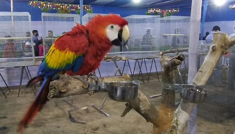 The bird show is going to be held on 25 December Christmas at Santosh Mitra Square RTB