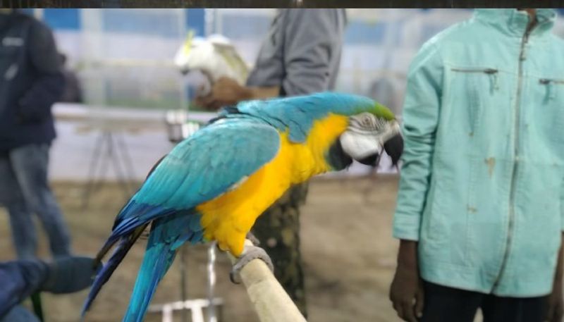 The bird show is going to be held on 25 December Christmas at Santosh Mitra Square RTB