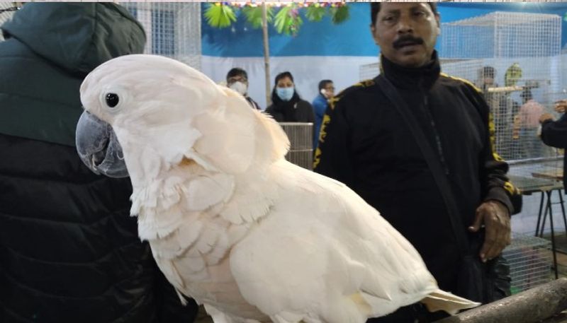 The bird show is going to be held on 25 December Christmas at Santosh Mitra Square RTB