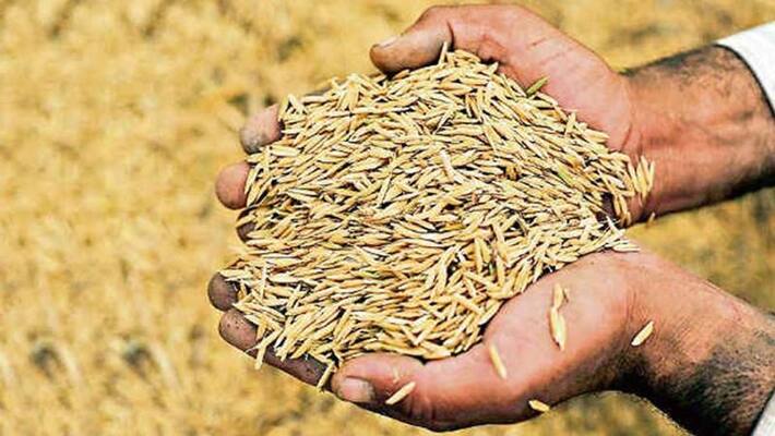 MSP operations during Kharif Season Paddy purchase shows an increase of 25.28 percent over last year KPP MSP operations during Kharif Season Paddy purchase shows an increase of 25.28 percent over last year KPP