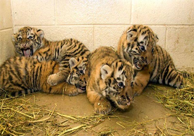 Five tiger cubs born at Aurangabad Zoo