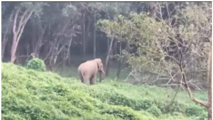 wild elephant attacked women forest official wild elephant attacked women forest official