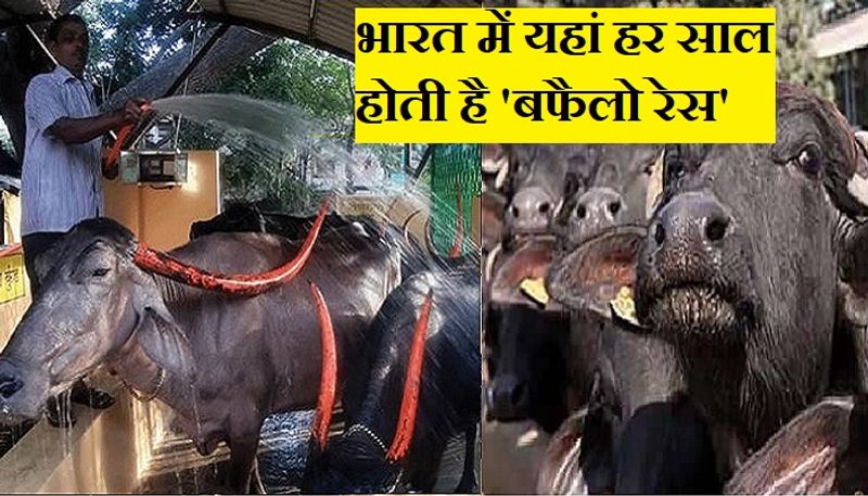 नगर निगम कोल्हापुर में पानी की किल्लत को देखते हुए कई रूल्स बनाए गए हैं। जिसका कड़ाई से पालन सुनिश्चित कराया जा रहा है। जल आपूर्ति में इस्तेमाल होने वाली पानी से जानवरों को धोने पर रोक है। 