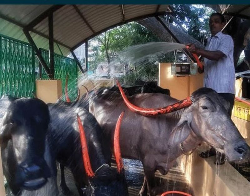 कैटल सर्विस सेंटर के निर्माण में करीब 15 लाख रुपए का खर्च हुआ। जहां मवेशियों को भैसें को नहलाने के बाद पानी व्यय न हो, इसके लिए पानी को नजदीक के बगीचे तक ले जाया गया है। यहां आने वाली मवेशियों के गोबर का इस्तेमाल पौष्टिक खाद बनाने के लिए होगा।