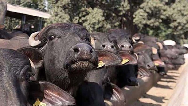 मवेशी पालन के पारंपरिक व्यवसाय के लिए इस क्षेत्र को जाना जाता है। हर साल यहां 'बफैलो रेस' का आयोजन किया जाता है। बता दें कि कोल्हापुर में भैसों का गर्म दूध छोटे-छोटे स्टाल पर बिकता है।
