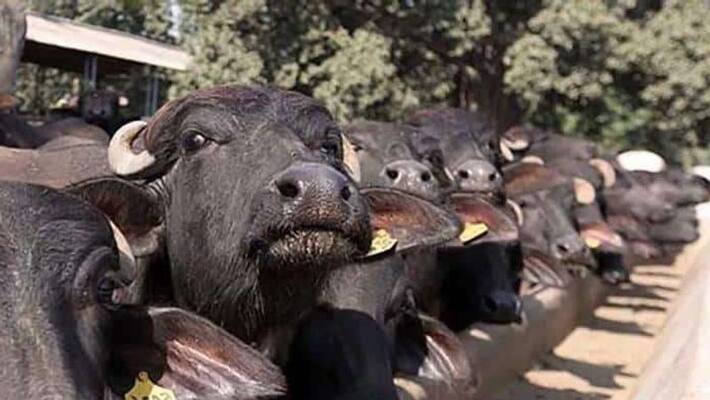 buffalo attacked by anti socials in Thakazhi buffalo attacked by anti socials in Thakazhi