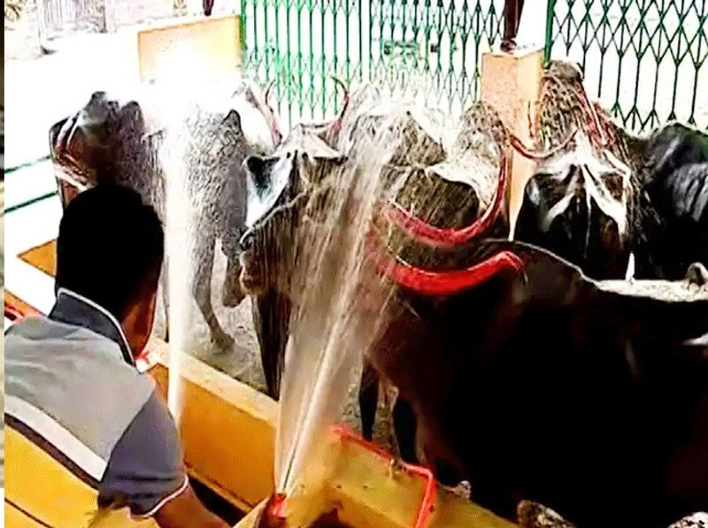 मीडिया रिपोर्ट्स के मुताबिक कैटल सर्विस सेंटर में एक साथ पांच भैसें धोई जा सकती हैं। यहां एक पशु चिकित्सक भी नियुक्त किया गया है, जो पशु पालकों को सही टिप्स देगा। भैसों के पूछ के बाल को भी स्टाइलिश तरीके से काटने की व्यवस्था यहां की गई है।