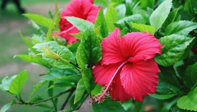 మందారపువ్వు... ఇది జుట్టు ఆరోగ్యంగా పెరగడంలో కీలక పాత్ర పోషిస్తుంది. జుట్టు ఒత్తుగా పెరగాలంటే మనం తయారు చేసుకునే నూనెలో ఇది ఉండాల్సిందే.