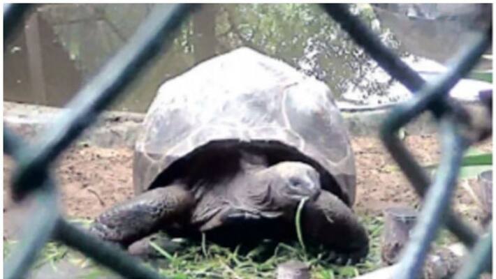 Aldabra Tortoise Among Largest In World Stolen From Chennai Park Aldabra Tortoise Among Largest In World Stolen From Chennai Park