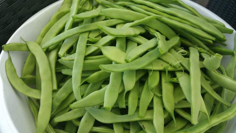 varieties of Green Beans and day of beans