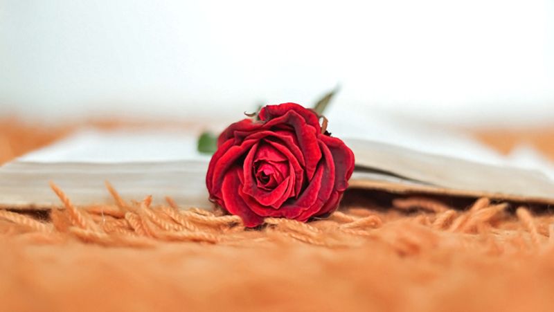7. लाल फूल का दिखना
सपने में लाल फूल का दिखना अच्छा शगुन माना जाता है। इसका मतलब है कि आपको संतान सुख मिलेगा।
