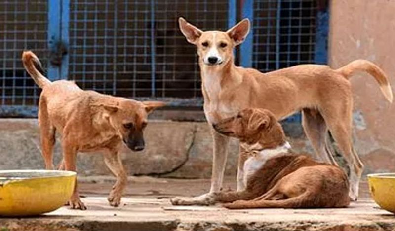 शमशान घाट पर 30 किलो तक के वजन वाले जानवरों के अंतिम संस्कार के लिए दो हजार रुपये चार्ज देना होगा। इसके ऊपर वाले जानवरों के लिए तीन हजार का चार्ज तय किया गया है। वैसे तो इसका निर्माण द्वारका नगर निगम करवाएगा लेकिन इसका इस्तेमाल दिल्ली के सभी लोग कर सकते हैं। 