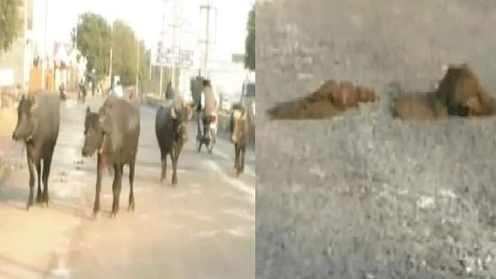 Buffalo dung on new road, Municipal Corporation imposed a fine of 10 thousand asa Buffalo dung on new road, Municipal Corporation imposed a fine of 10 thousand asa