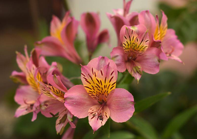 peruvian lily how to grow and care
