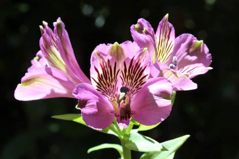 peruvian lily how to grow and care