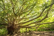 why the banyan tree is always special