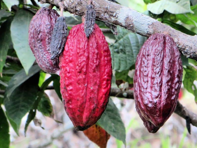 Cocoa Production and farming