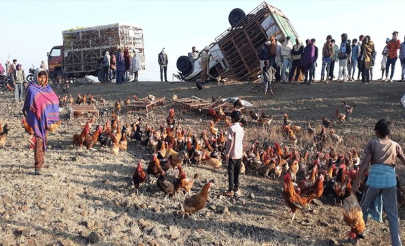 दरअसल, यह अनोखा सीन बडवानी जिले के सेंधवा कुशलगढ़ स्टेट हाईवे के दोंडवाड़ा गांव के पास देखने को मिला। जहां मुर्गियों से भरा एक पिकअप अचान पलट गया था। जैसे ही यह खबर लोगों पता चलती तो आसपास के गांव वाले मौके पर पहुंचे और मुर्गे-मुर्गियों को लूटने होड़ मच गई। जिसके हाथ में जितनी मुर्गियां आईं वो ले भागा। इतना ही नहीं किसी के हाथ जिंदा तो किसी को मरी मुर्गी हाथ लगी।
