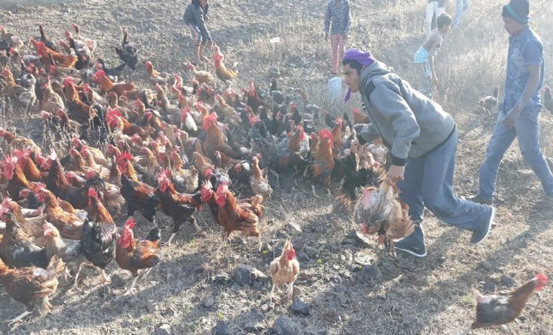 चालक ने बताया कि गाड़ी के पलटने के बाद करीब 1000 मुर्गियां तुरंत मर गईं। जबकि 300 से 400 मुर्गी जिंदा बची थीं, लेकिन ग्रामीण अपने घरों से बाहर निकले और मुर्गियां पर टूट पड़े। आलम यह था कि लोग एक दूसरे से लड़न को तैयार हो गए।