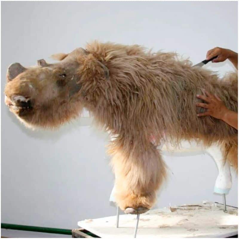 Extinct woolly rhinoceros found in incredible condition after 50000 years frozen in Siberian permafrost