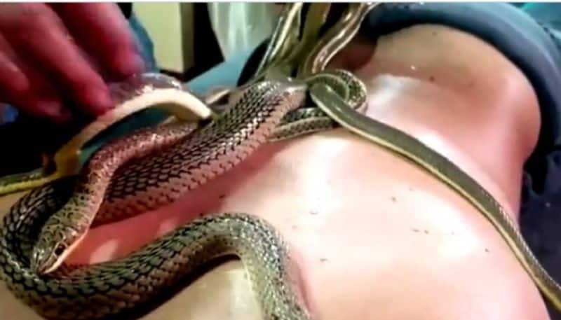 Egyptian spa offers snake massages, video leaves netizens terrified - bsb