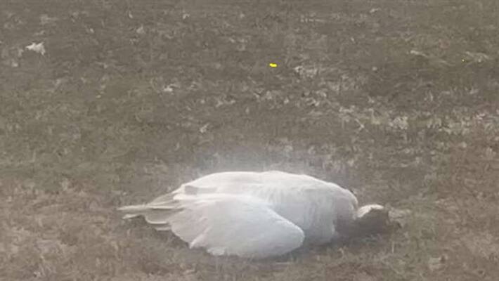 Himachal 746 migratory birds dead in Pong Dam lake asa Himachal 746 migratory birds dead in Pong Dam lake asa