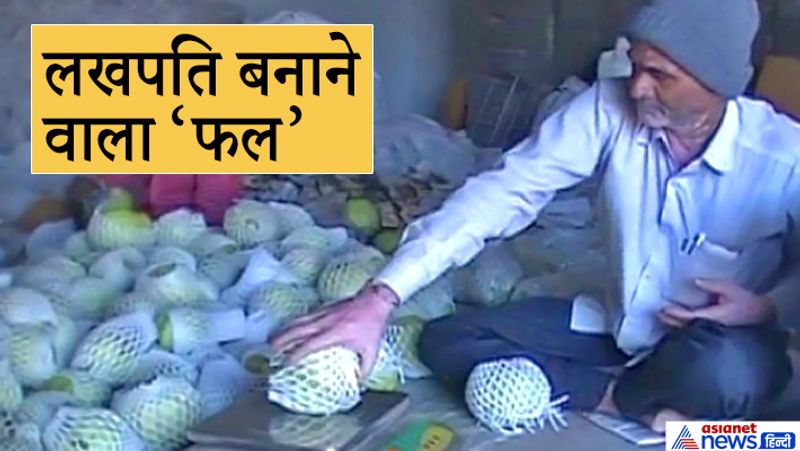मगन ने सबसे पहले छत्तीसगढ़ से थाइलैंड में होने वाले अमरूद के 5 हजार पौधे मंगाए थे। आपको बता दें कि इजरायली तकनीक में सिंचाई का बड़ा महत्व होता है। इसमें पौधे पर तेज धार से पानी नहीं डालते। बल्कि बूंद-बूंद पानी टपकाया जाता है। इससे पानी की बचत होती है और अमरूद भी बड़ा होता है।