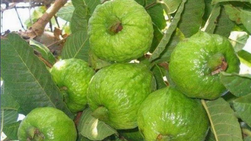 क्या है इजरायली तकनीकी
इस विधि में अमरूद के पौधे थोड़ी दूरी पर लगाए जाते हैं। इन्हें लगाने का सही समय जुलाई से सितंबर होता है। इन पौधों में केमिकल की जगह आर्गेनिक खाद का इस्तेमाल होता है। इस संबंध में अधिक जानकारी बागवानी बोर्ड से प्राप्त की जा सकती है।