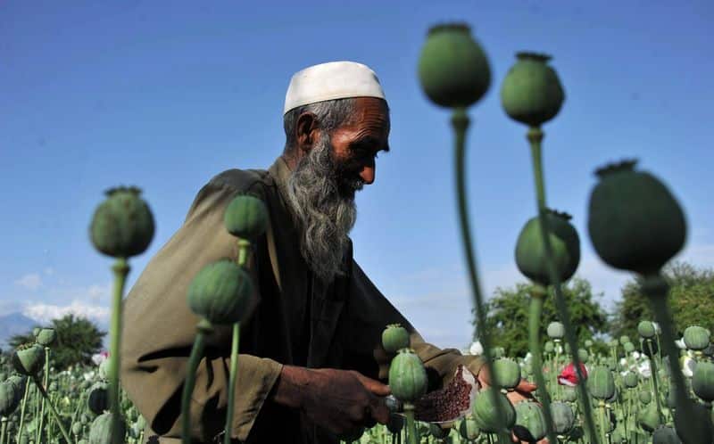 In the village of widows, the opium trade  has taken a deadly spike
