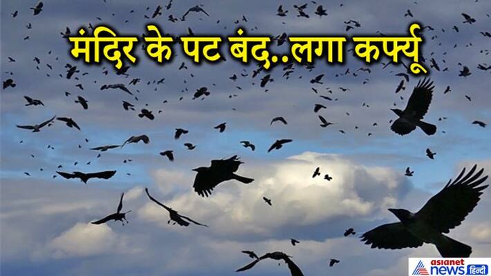 rajasthan news kota bird flu virus many crows died in jhalawar kpr rajasthan news kota bird flu virus many crows died in jhalawar kpr