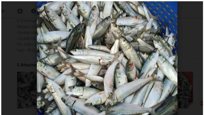 Good news for fish lovers; Herring returns to the coast of Kerala Good news for fish lovers; Herring returns to the coast of Kerala