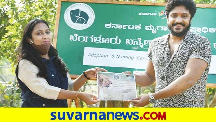 Vasishta Simha adopts cub in bannerghatta national park celebrates new year vcs Vasishta Simha adopts cub in bannerghatta national park celebrates new year vcs