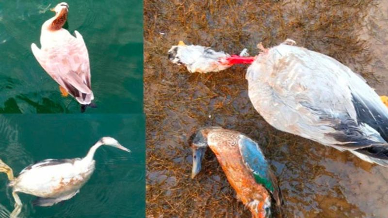 मध्य प्रदेश में मृत पाए गए पक्षियों में बर्ड फ्लू के वायरस की पुष्टि हुई थी। इसके बाद प्रशासन अलर्ट हो गया और सर्दी, खांसी और बुखार के लक्षणों वाले मरीजों का पता करने के लिए अभियान शुरू किया गया है। मध्य प्रदेश के इंदौर में हाल ही में कौए मृत पाए गए थे। अभी भी वहां मृत पक्षियों की खोज की जा रही है। 