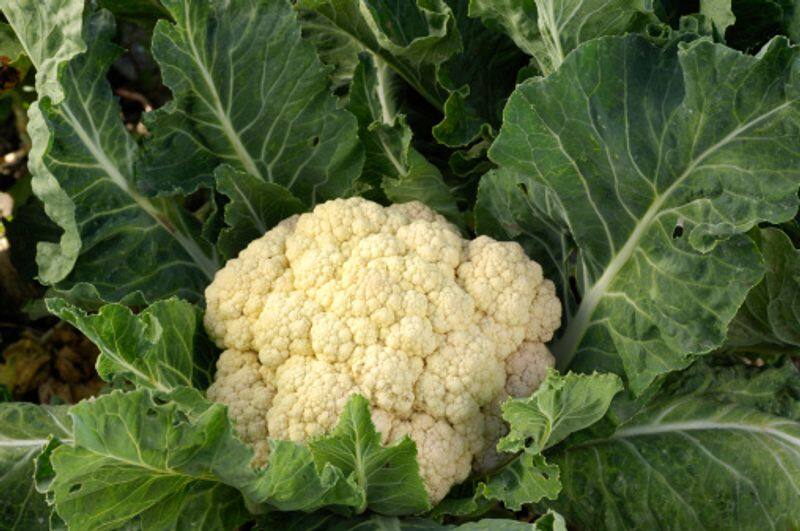 cauliflower how to grow