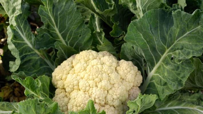 Slight Decrease Cauliflower Price, Sells For 12 to 15 Rupees Per Piece Slight Decrease Cauliflower Price, Sells For 12 to 15 Rupees Per Piece