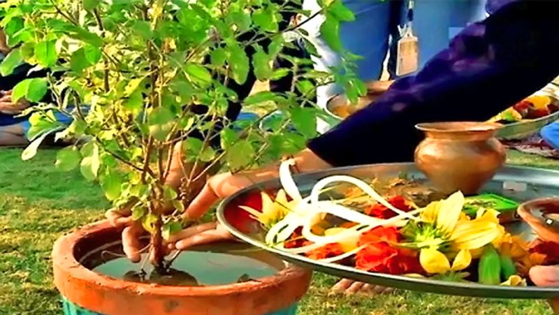 4. तुलसी की पूजा करें
बुरा सपने आने पर सुबह स्नान आदि करने के बाद तुलसी के सामने गाय के शुद्ध घी का दीपक जलाएं। इससे आपकी समस्या का सामाधान हो सकता है।

