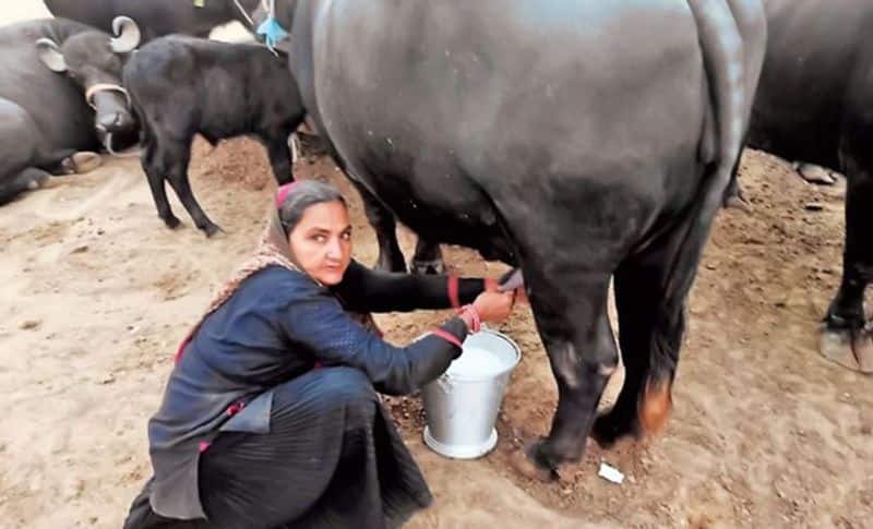 A 62-year-old woman from Gujarat has done a wonderful job by selling milk worth 10 million rupees in just one year