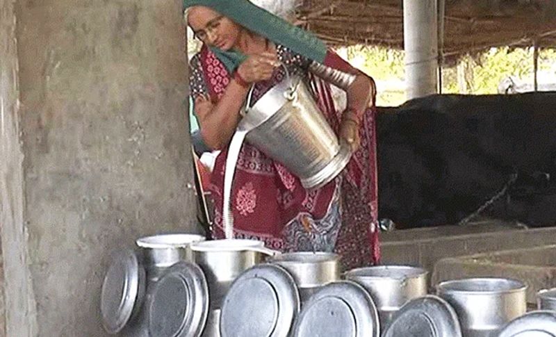 She employs around 15 people in the village with her income. They take care of the animals. Nawalben herself milks these cows in the morning.