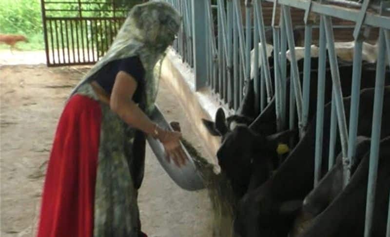 Nawalben Dalsangbhai has opened a dairy in her own house. This dairy has 80 buffaloes and 45 cows. Nawalben says that she has four sons, but their earnings are less.