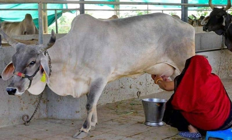 The woman we are talking about is Nawalben Dalsangbhai Chaudhary from Nagana village in Banaskantha district, Gujarat. Navlaben earns a profit of Rs 3.50 lakh by selling milk worth Rs 10 lakh every month. People from far away villages come to get the idea of earning from them.