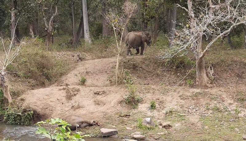 Elephant dead body found in pulppally chethimattam forest