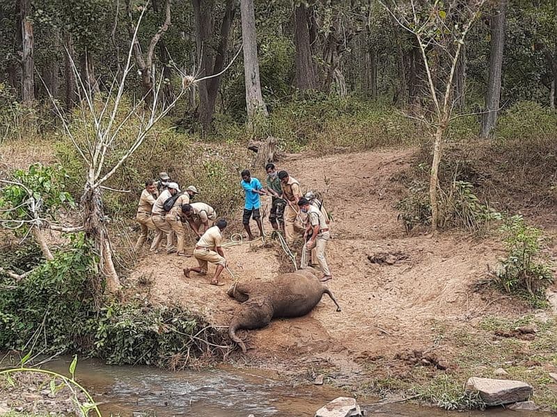 Elephant dead body found in pulppally chethimattam forest