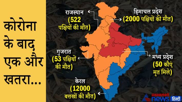 Bird flu risk in Himachal Pradesh after Rajasthan Kerala and Indore kpn Bird flu risk in Himachal Pradesh after Rajasthan Kerala and Indore kpn