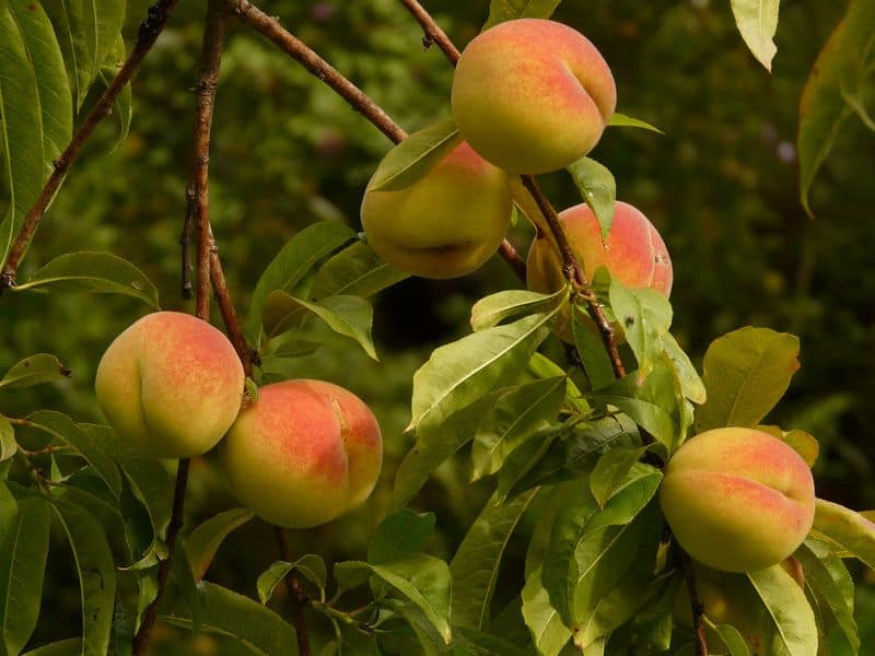 how to grow peaches