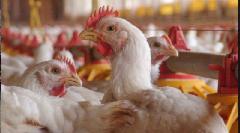 Bird flu scare in Kerala .. 1 crore eggs are stagnant in farms in Namakkal.