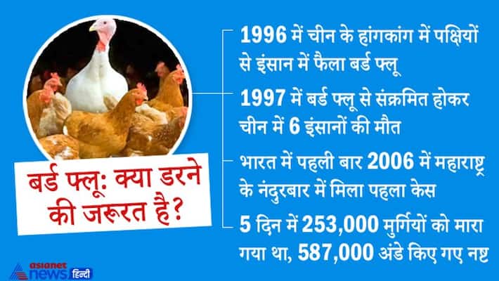 Bird flu risk in India history to everything you need to know kpn Bird flu risk in India history to everything you need to know kpn
