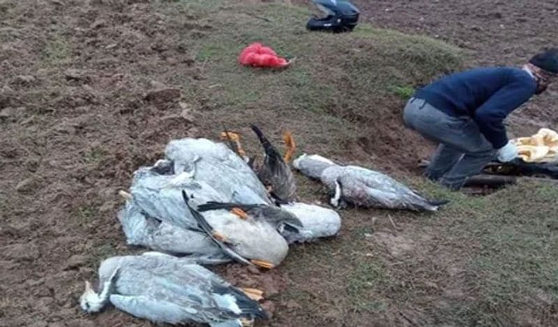 বিশেষজ্ঞরা বলেছন,বার্ড ফ্লু হল পাখিদের একধরনের দ্বর। যার জন্য দায়ী H5N8 ভাইরাস। জলজ পাখিদেরই এই ভাইরাস সংক্রমণ হয় সেখান থেকেই পোলট্রি এবং অন্যান্য পশু-পাখিদের মধ্যে তা ছড়িয়ে পড়ে।