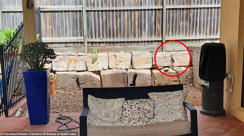 one of the worlds most venomous snakes hiding in this backyard