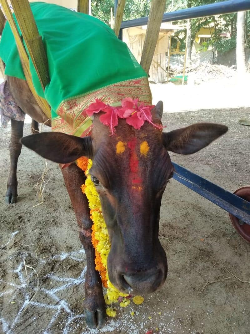 Udupi District trust baby shower to Cow at Manipal rbj